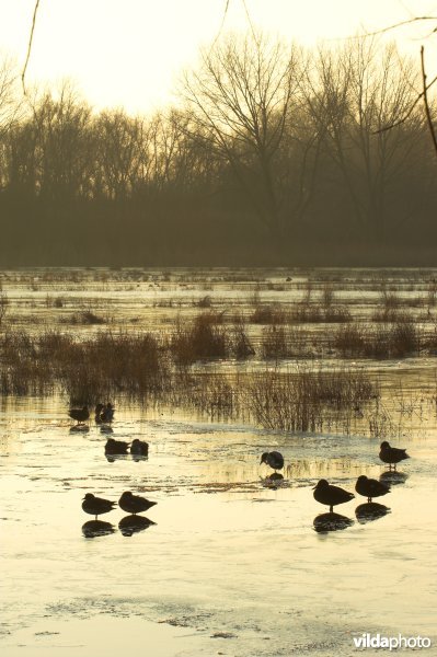 Natuurreservaat de Bourgoyen