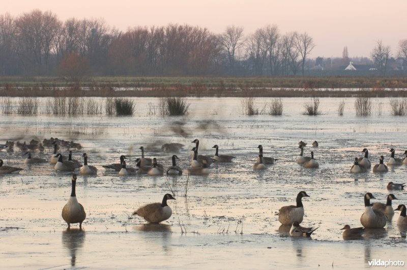 Natuurreservaat de Bourgoyen