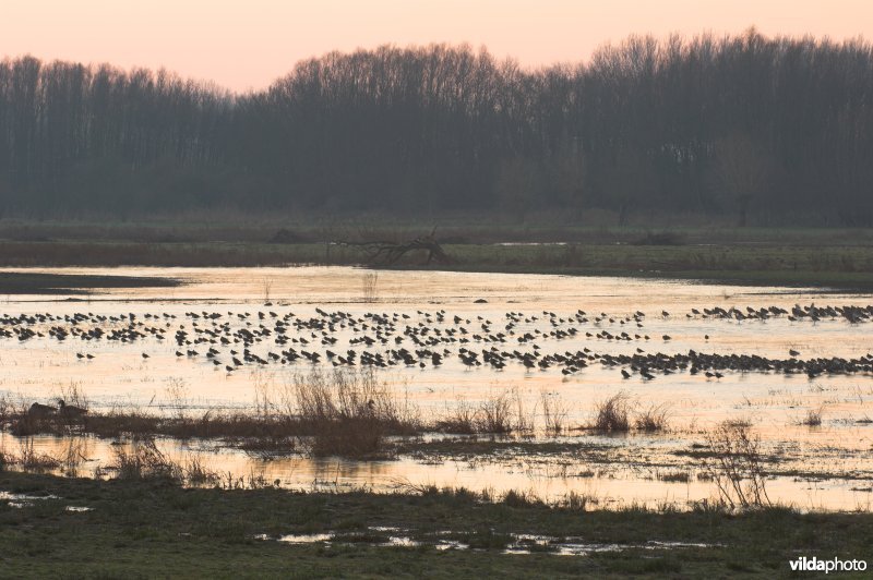 Natuurreservaat de Bourgoyen