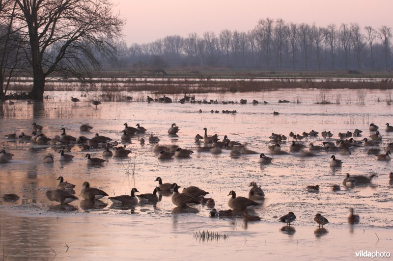 Natuurreservaat de Bourgoyen