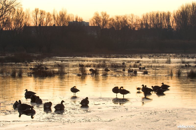 Natuurreservaat de Bourgoyen