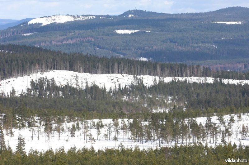 Zweedse bossen en meren