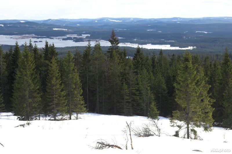 Zweedse bossen en meren