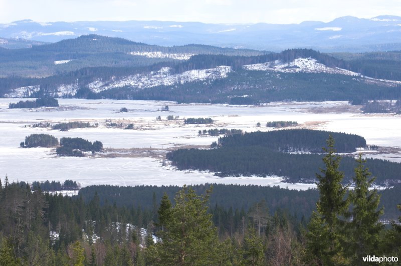 Zweedse bossen en meren