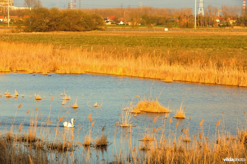 Steenlandpolder
