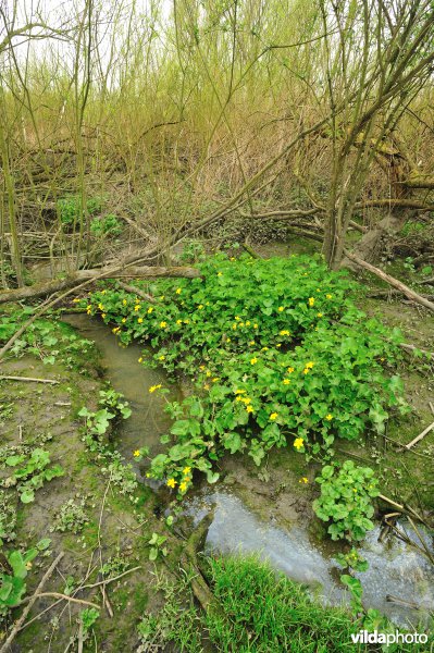 Spindotterbloemen in De Bunt