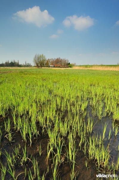 Hagenmeersen in de Durmevallei