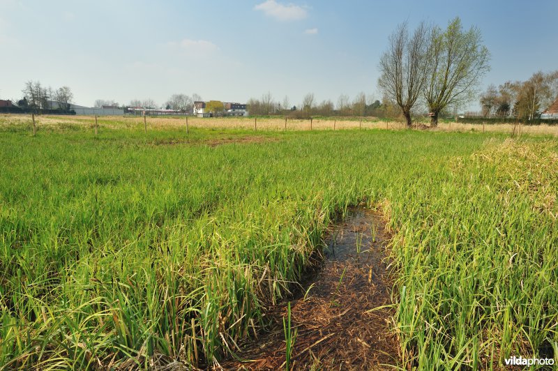 Hagenmeersen in de Durmevallei