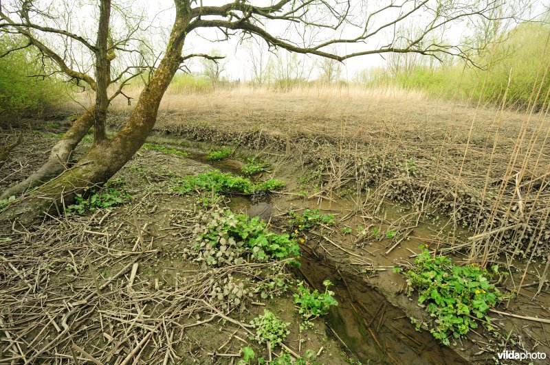 Zoetwaterschor van de Schelde aan de Vlassenbroekse Polder