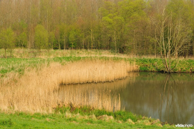 Natuurreservaat Vlassenbroekse Polder