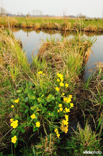 Dotterbloemen aan de Oude Schelde