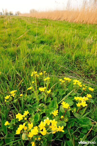 Dotterbloemen in de Kalkense Meersen