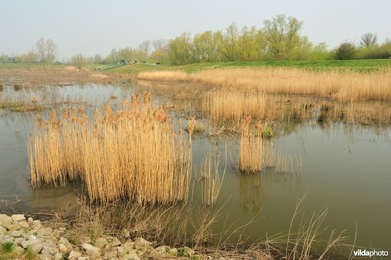 Gecontroleerd gereduceerd getij Lippensbroek