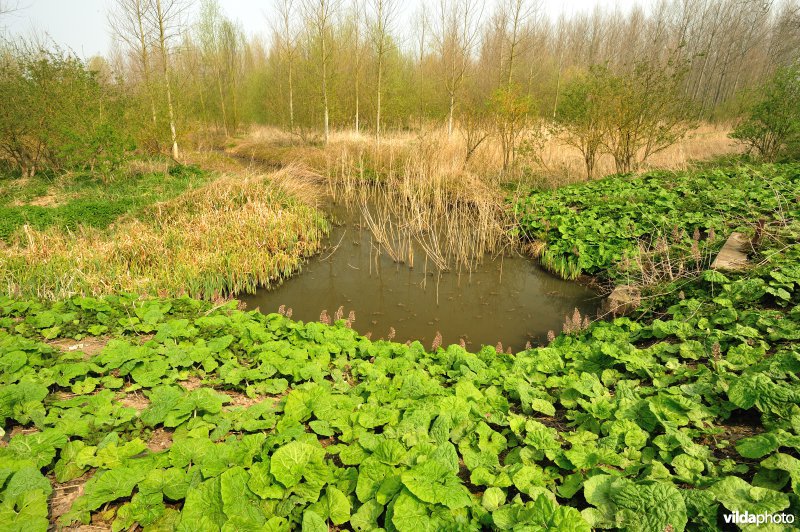 Groot Hoefblad in het Zwijn