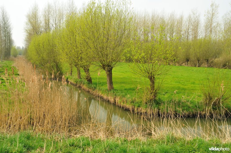 Polders in het Zwijn