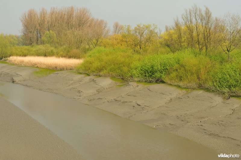 Zoetwaterschor van de Durme