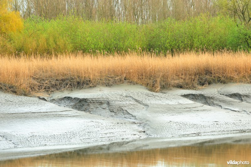 Zoetwaterschor van de Durme
