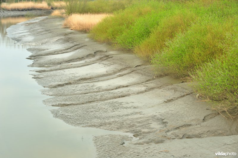 Zoetwaterschor van de Durme