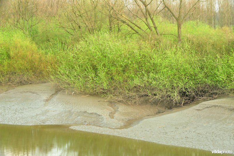 Zoetwaterschor van de Durme