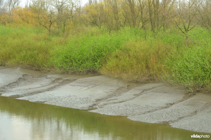 Zoetwaterschor van de Durme