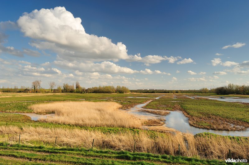 Putten Weiden