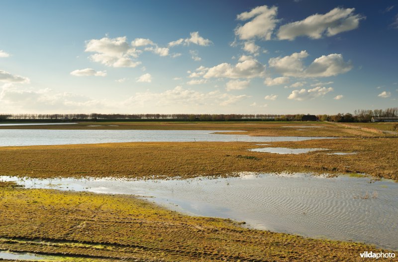 Brakke kreek in Doelpolder Noord