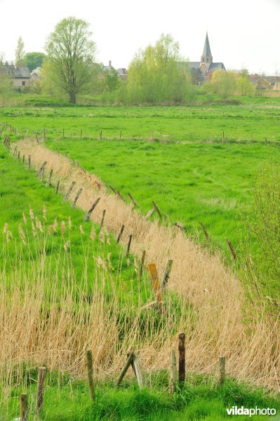 Bergenmeersen in Wichelen