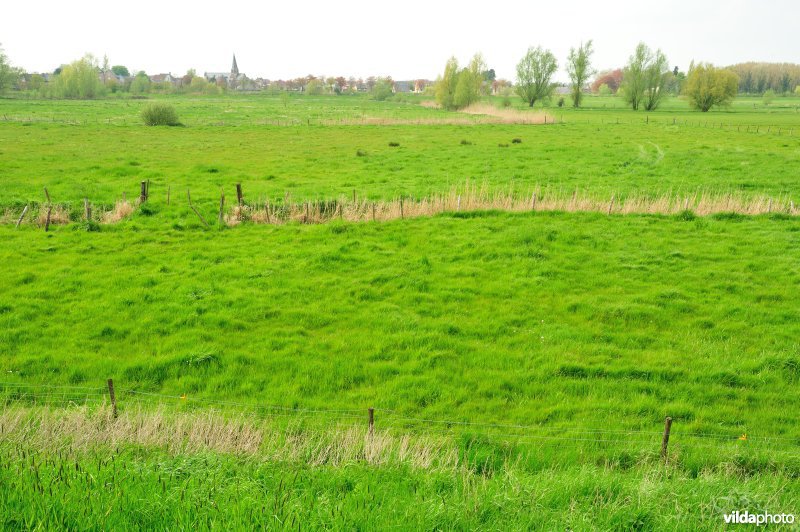 Bergenmeersen in Wichelen