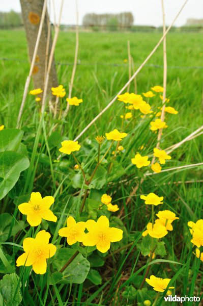 Dotterbloemen in Bergenmeersen