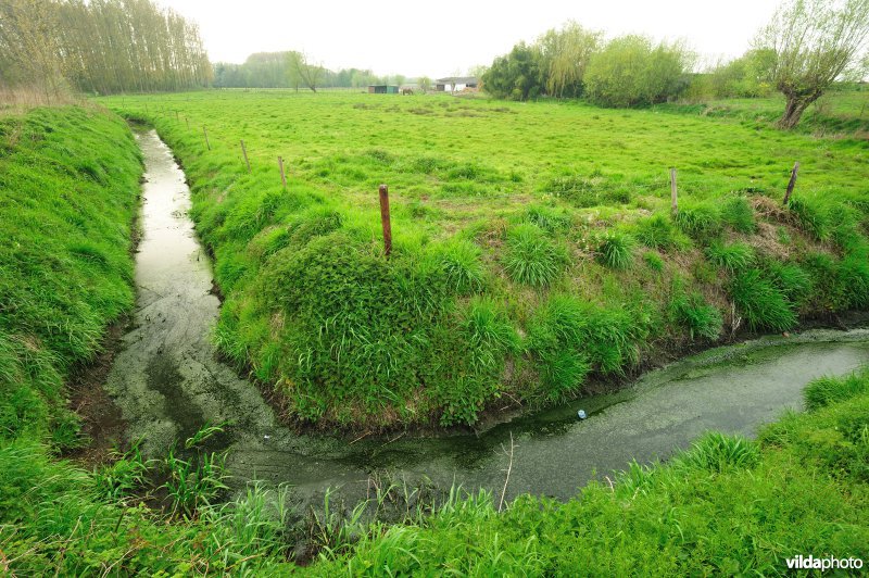 de Weimeersen deel 1 in de Kalkense meersen