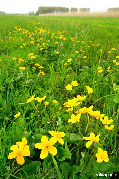 Dotterbloemen in de Kalkense Meersen