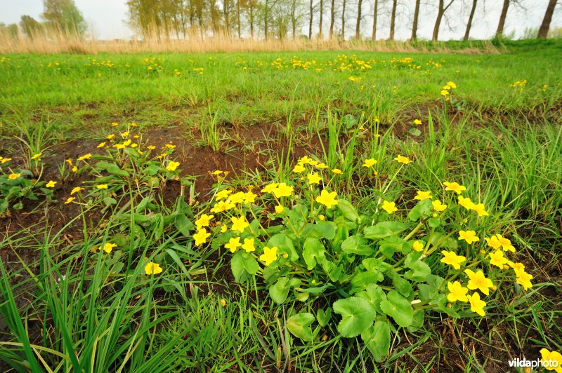Dotterbloemen in de Kalkense Meersen