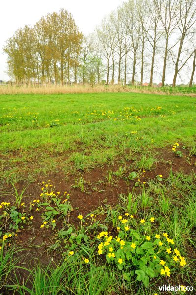 Dotterbloemen in de Kalkense Meersen