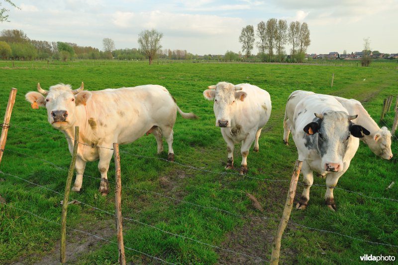 De Weimeersen deel 1 in de Kalkense meersen