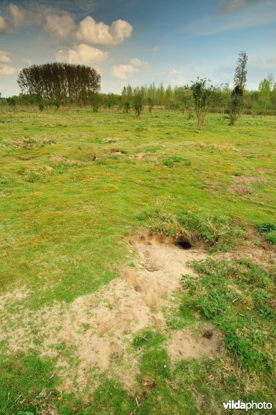 Landduinen in de Wijmeersen deel 1