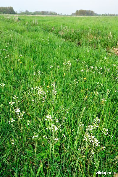 Pinksterbloem in de Broekmeers