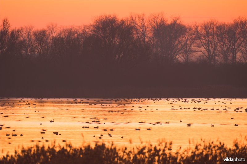 Natuurreservaat De Blankaart