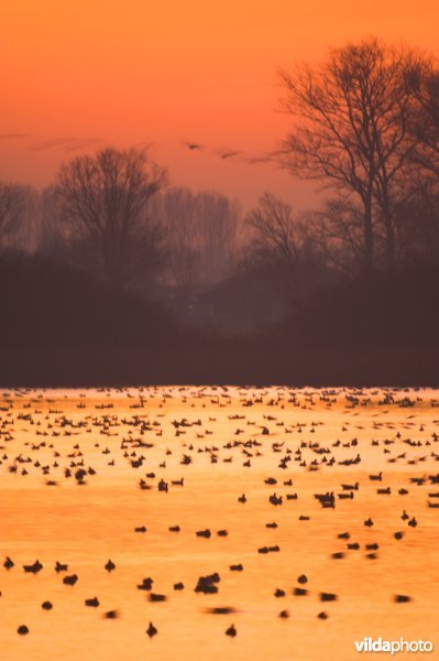 Natuurreservaat De Blankaart
