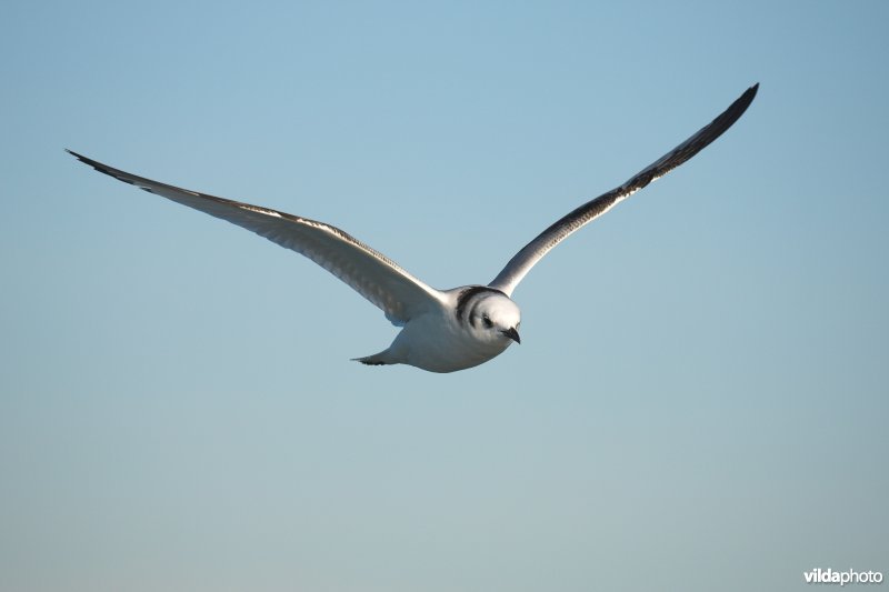 Drieteenmeeuw in vlucht