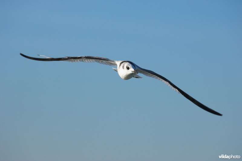 Drieteenmeeuw in vlucht