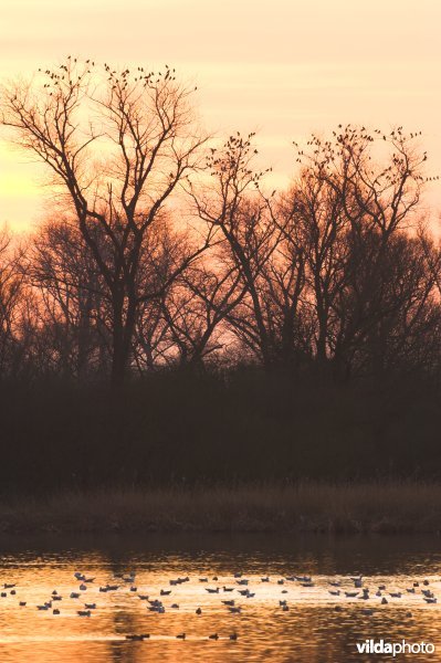 Natuurreservaat De Blankaart