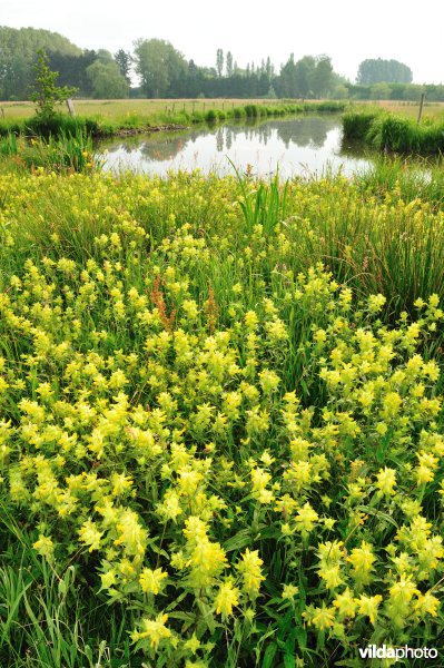 Dotterbloemhooilanden in de Scherenmeersen