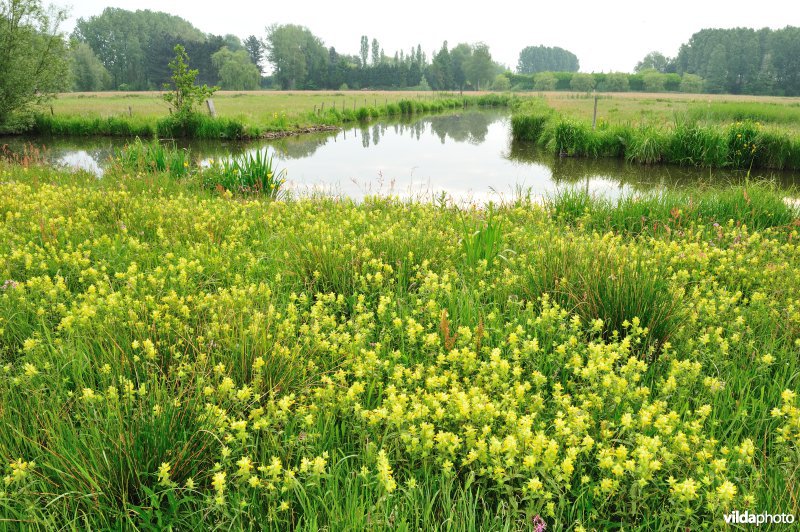 Dotterbloemhooilanden in de Scherenmeersen