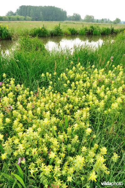 Dotterbloemhooilanden in de Scherenmeersen