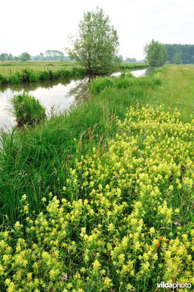 Dotterbloemhooilanden in de Scherenmeersen