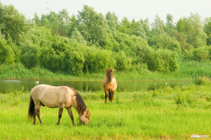 Vlakte van Zwijndrecht