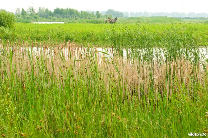 Vlakte van Zwijndrecht