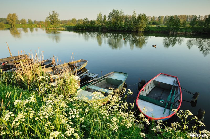 Fluitekruid in de Oude Durme