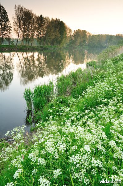 Fluitekruid in de Oude Durme