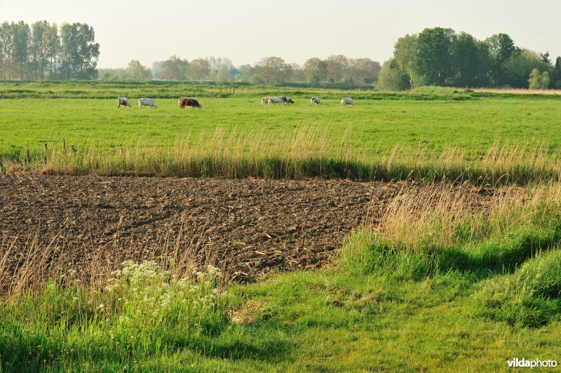 Natuurgebied Weijmeerbroek